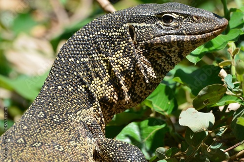 Fotografija Portrait of a nile monitor, Chobe National Park
