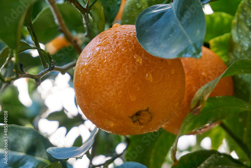 Fresh and organic oranges and leaves
