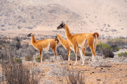 three guanacos or lama guanicoe in the desert of Chile. © oscargutzo