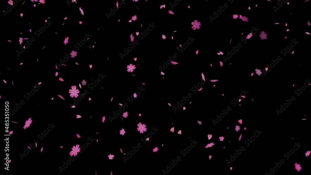 pink sakura flowers and lobe fall down on the black screen, concept love of valentine day pink sakura flowers and lobe fall down on the black screen, concept love of valentine day