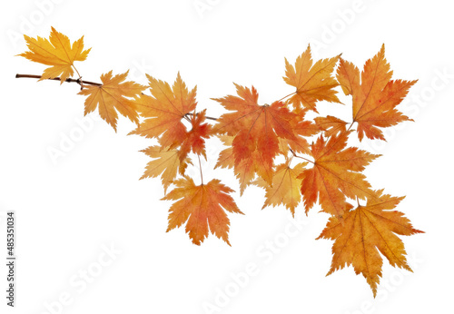small maple tree branch with bright leaves isolated on white