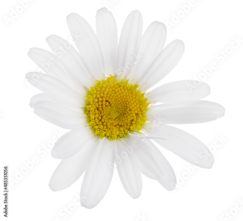 pure white beautiful chamomile isolated bloom