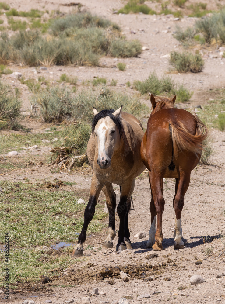 Wild Horses at a Utah Desert Waterhole in Summer Wild Horses at a Utah Desert Waterhole in Summer