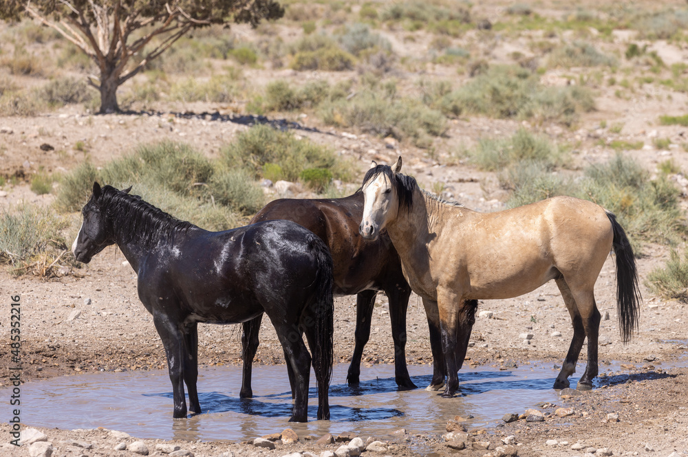 Wild Horses at a Utah Desert Waterhole in Summer Wild Horses at a Utah Desert Waterhole in Summer