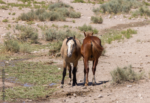 Wild Horses at a Utah Desert Waterhole in Summer