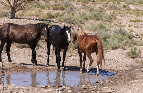 Wild Horses at a Utah Desert Waterhole in Summer © natureguy