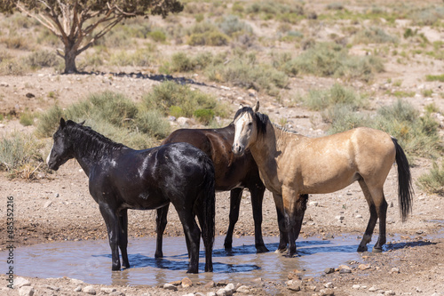 Wild Horses at a Utah Desert Waterhole in Summer © natureguy