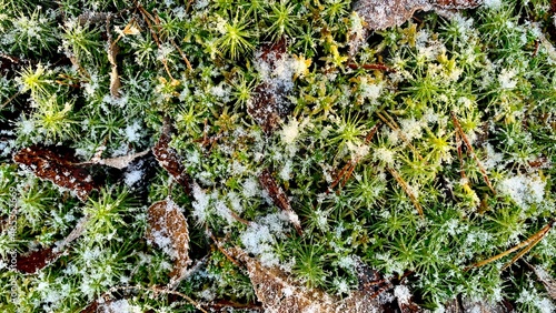 Green moss on the ground with frozen first snow