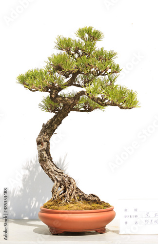 Pine bonsai in Chinese garden