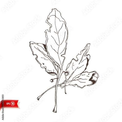 Hand drawn bay leaf isolated on white background. Vector sketch for poster, web design, banner, card, flyer, icon, logo or badge.