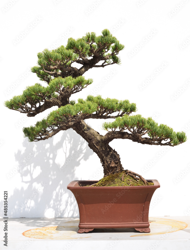 Pine bonsai in Chinese garden Pine bonsai in Chinese garden