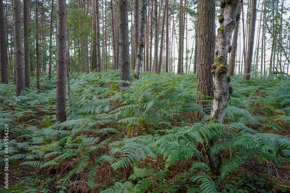 Bracken covered forest floor in pine woodland