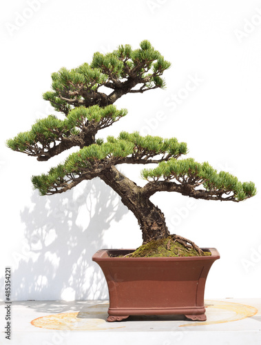 Pine bonsai in Chinese garden