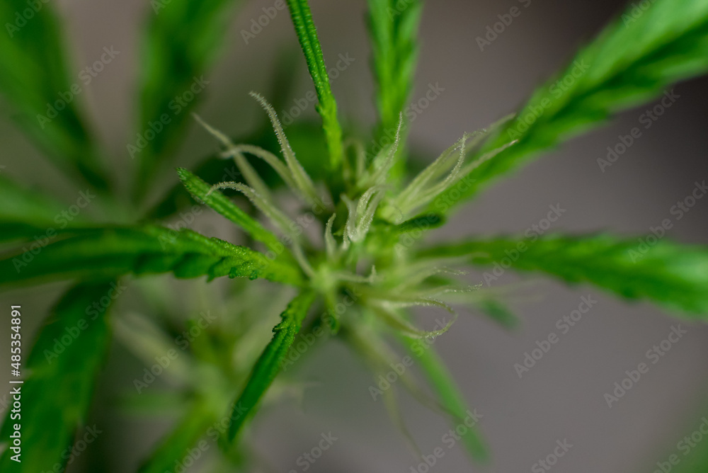 Marijuana (Spanish marijuana, marihuana), the official name of cannabis is a psychoactive drug derived from hemp, psychedelic type. Marijuana (Spanish marijuana, marihuana), the official name of cannabis is a psychoactive drug derived from hemp, psychedelic type.