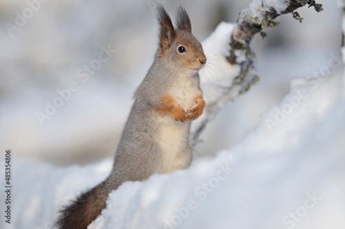 squirrel on the snow © Мария Быкова