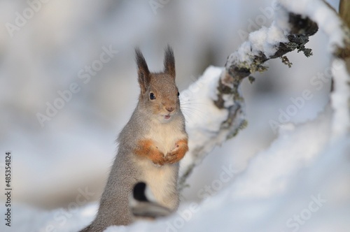 squirrel on the snow