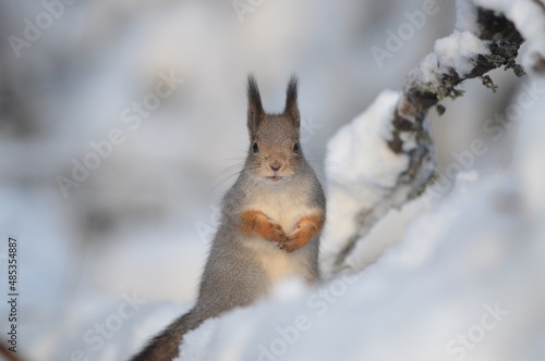 squirrel on the snow