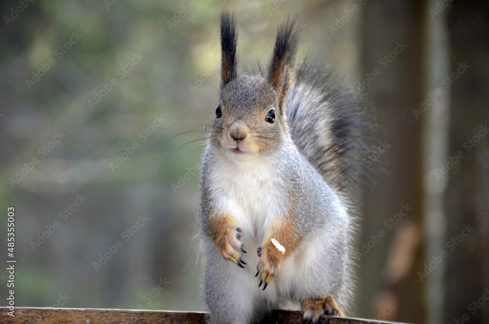 squirrel in the park squirrel in the park