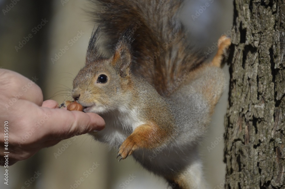 Fototapeta premium squirrel eating nut