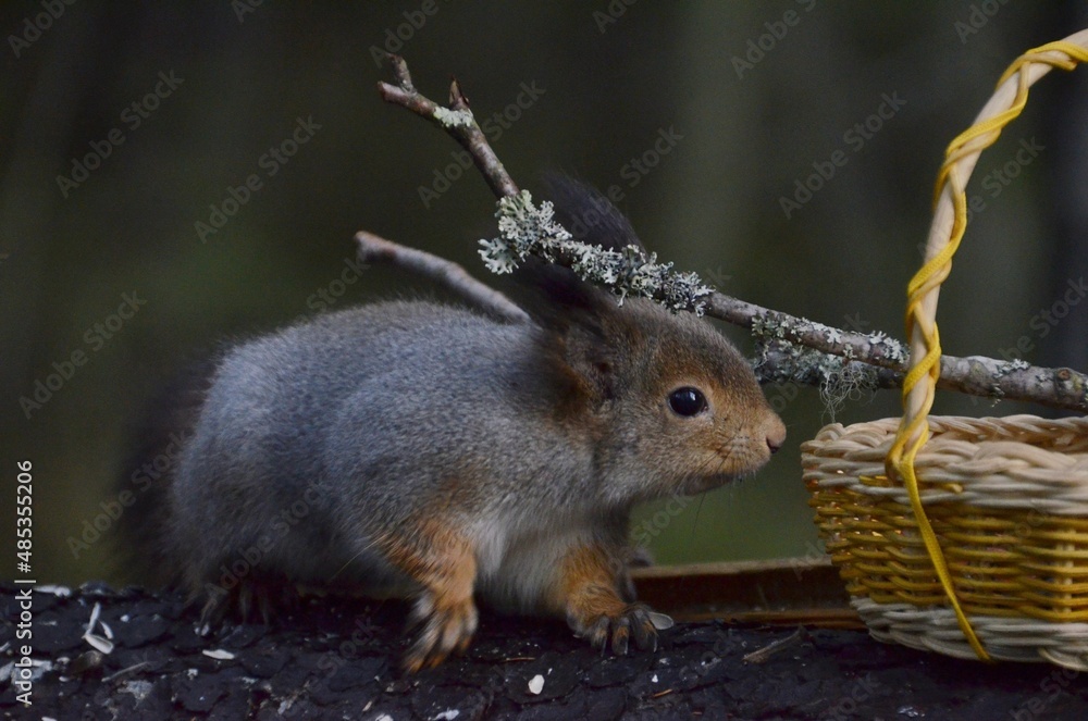 Fototapeta premium squirrel in the forest