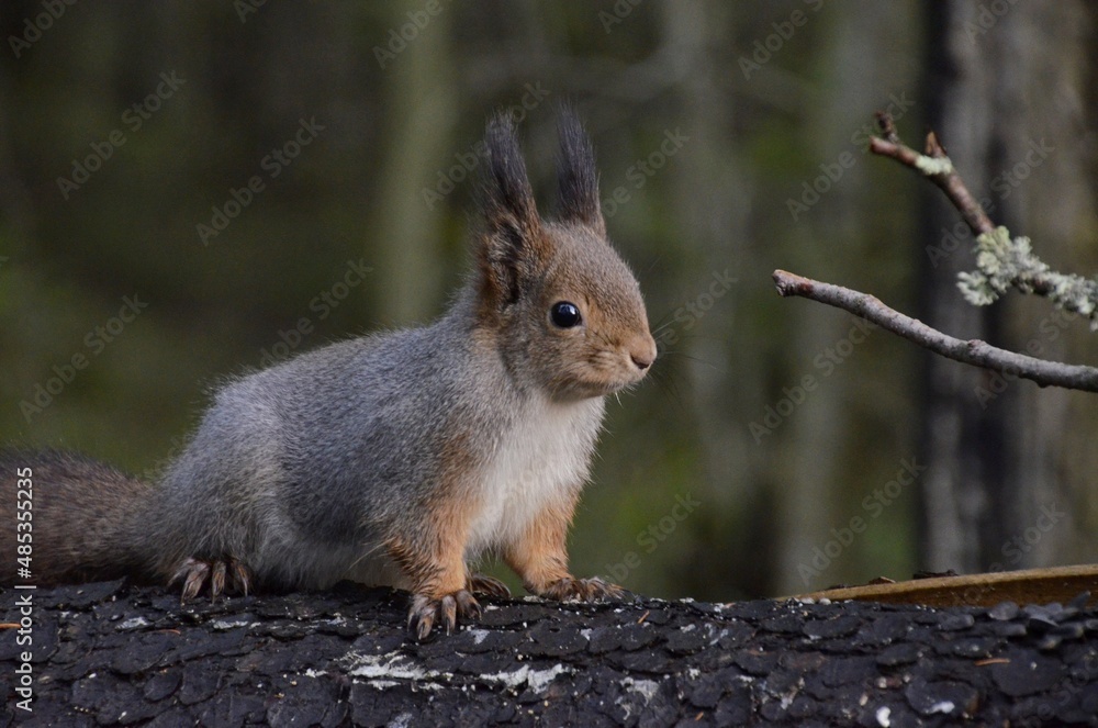 Obraz premium squirrel in the woods