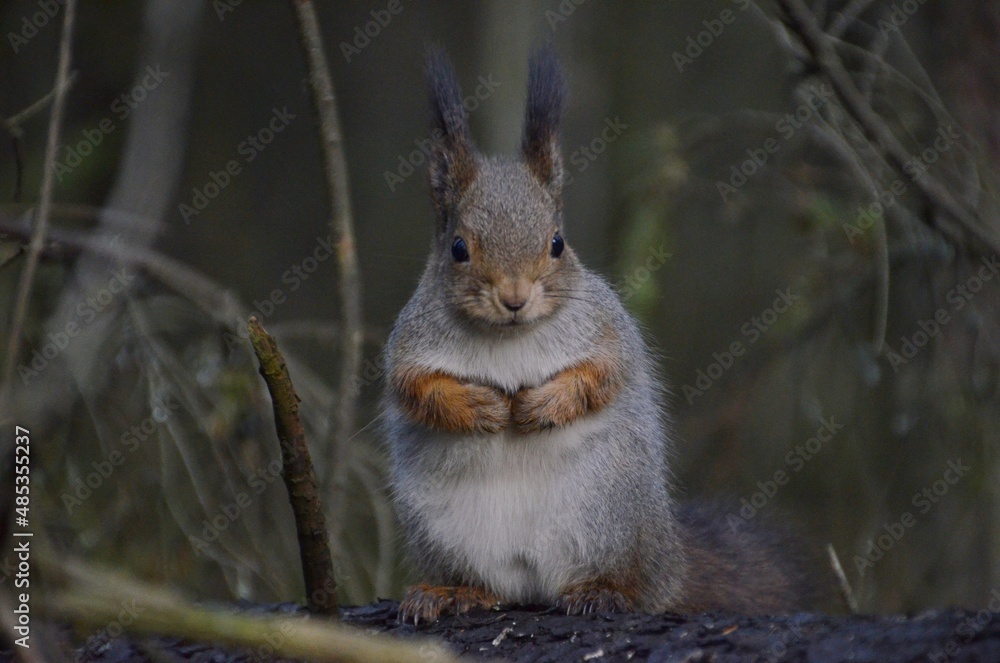 Fototapeta premium squirrel in the park