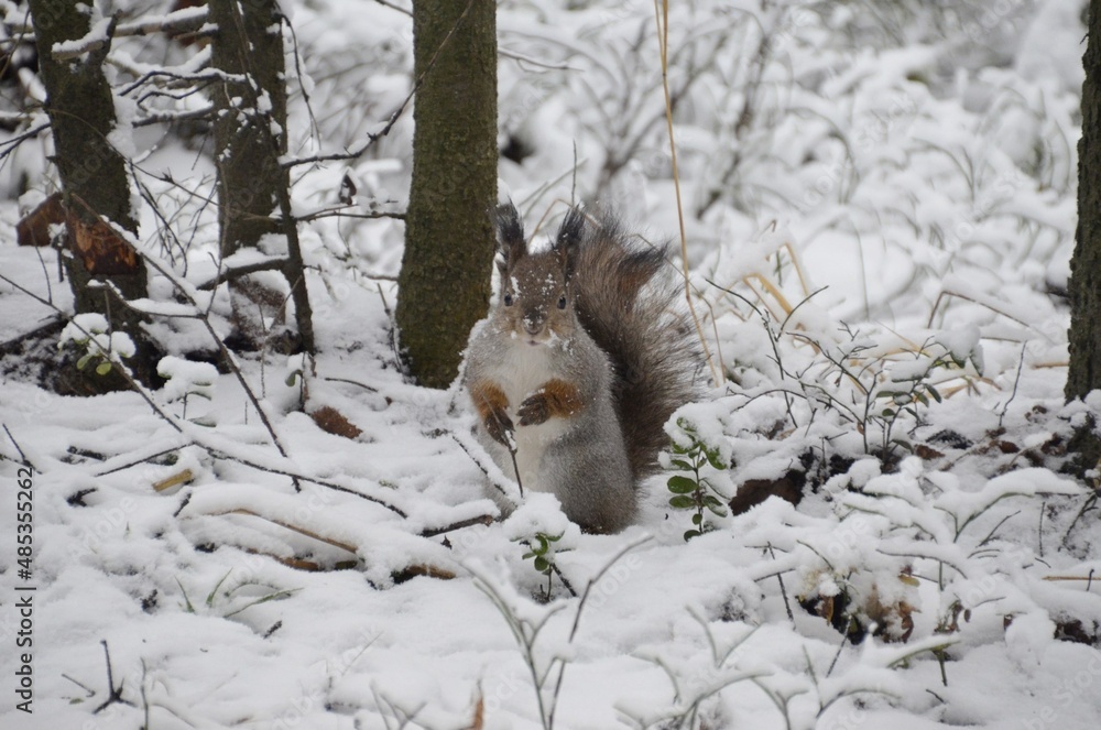 Naklejka premium squirrel in the snow