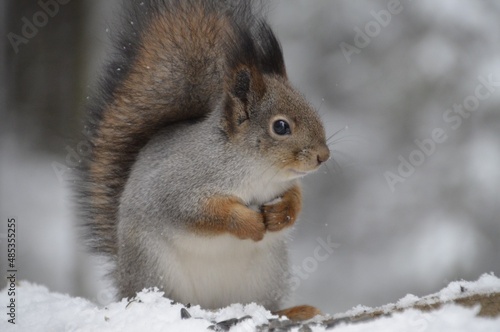 squirrel on a snow