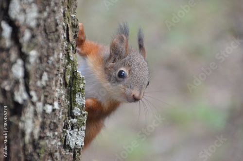 squirrel on a tree © Мария Быкова