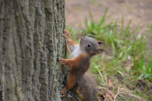 squirrel on a tree © Мария Быкова
