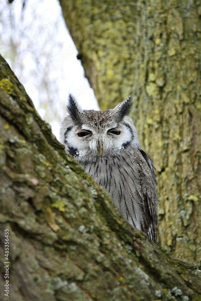 small owl in a tree