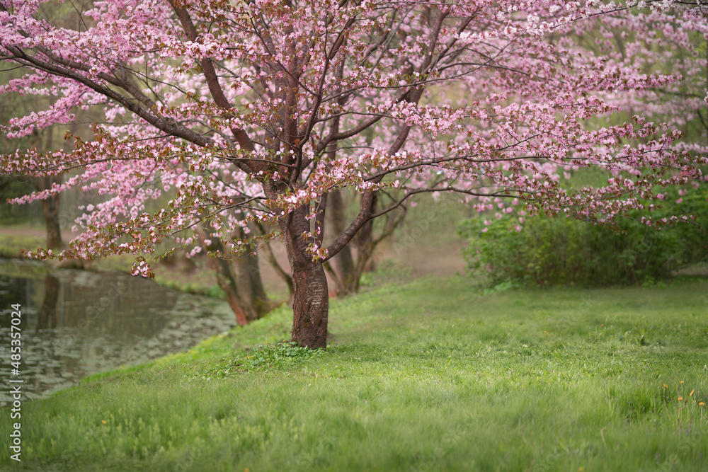 Cherry and apple blossoms in spring garden StockFoto Adobe Stock