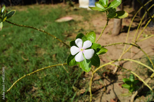 White flower Vinca or Periwinkle flowering plant in house garden lawn on sunny day. photo