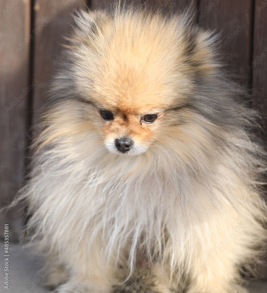 portrait of a funny little spitz dog