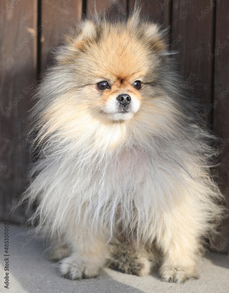 portrait of a funny little spitz dog portrait of a funny little spitz dog
