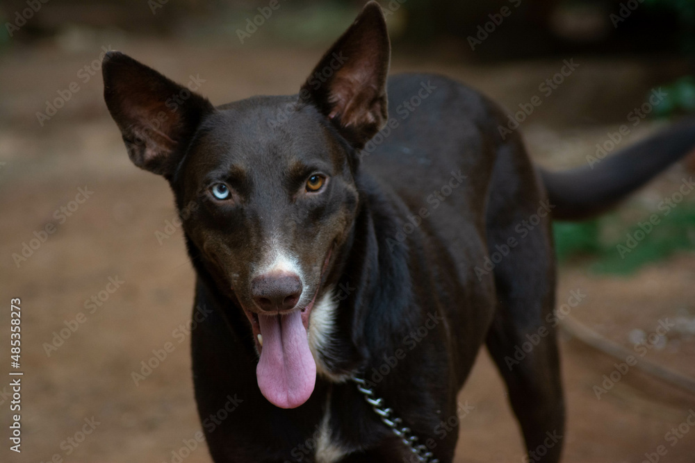 Show the tongue, dog with heterochromia