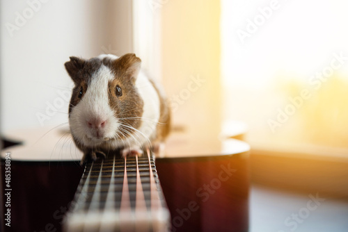 guinea pig is sitting on the guitar. Concept on the topic of learning guitar and music