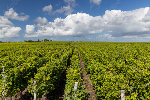 Typical vineyards near Saint-Estephe, Bordeaux, Aquitaine, France
