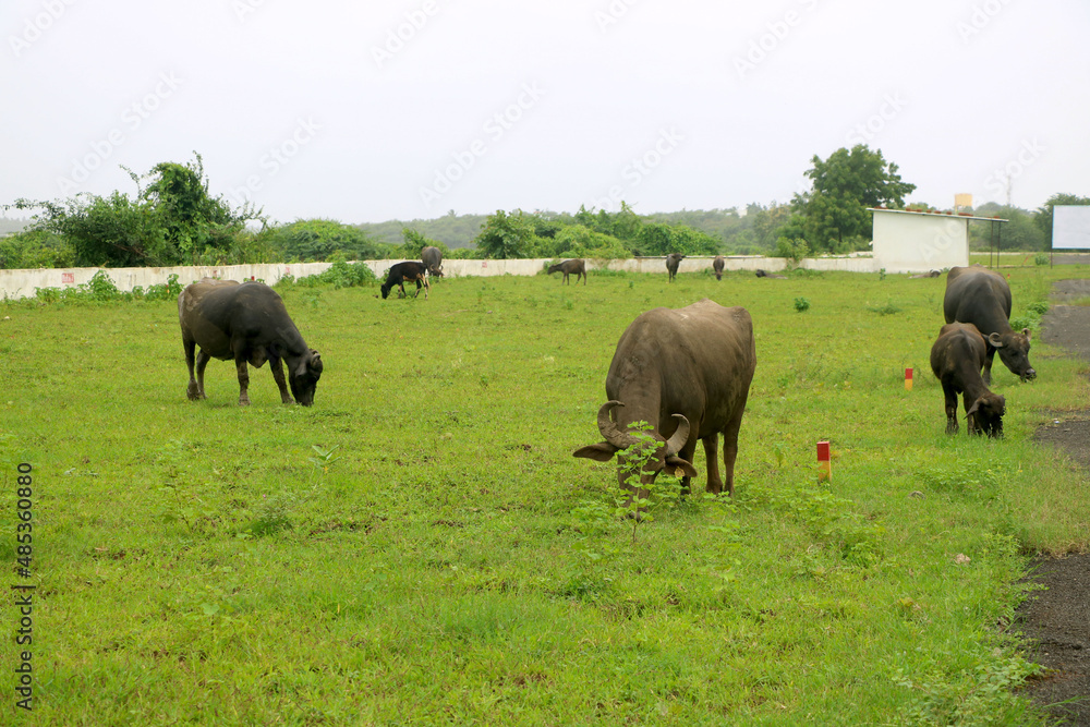 many Black buffalo’s eating green grass in filed