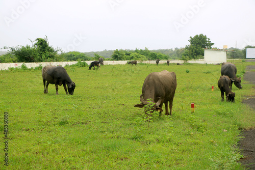 many Black buffalo   s eating green grass in filed