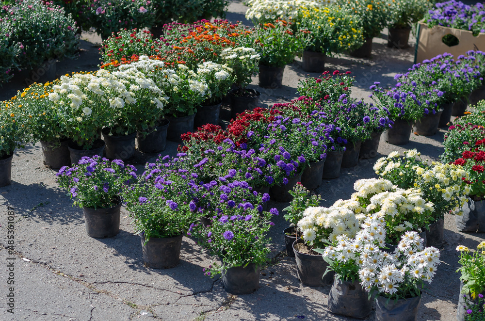 Farmer's Fair of gardening in the open air. Colorful chrysanthem