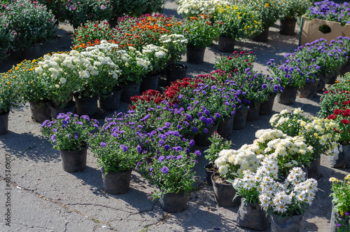 Farmer's Fair of gardening in the open air. Colorful chrysanthem photo