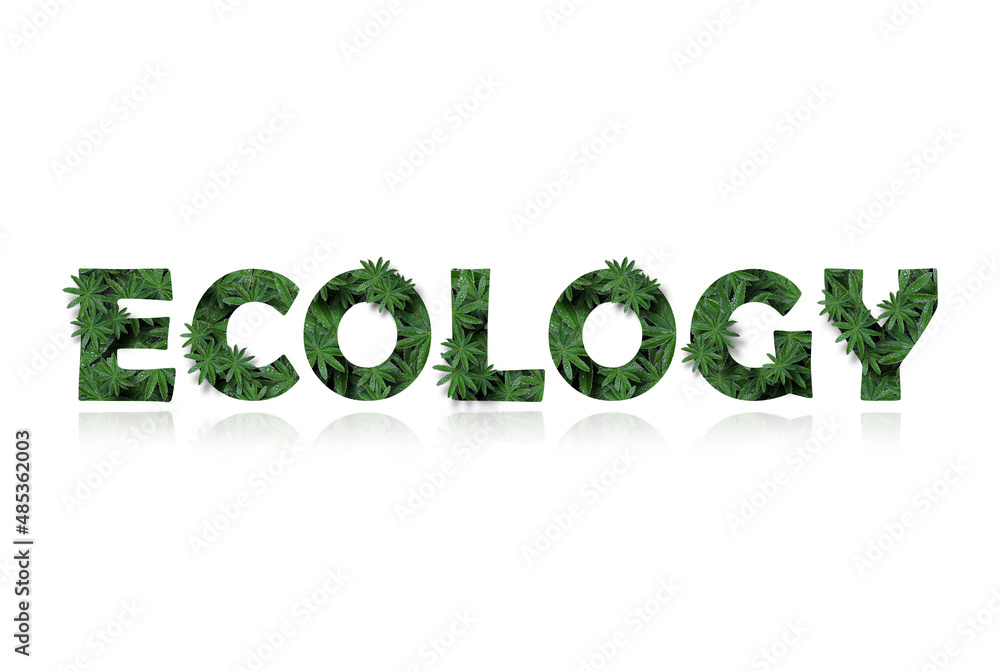 The English word is ecology, stylized as a collage of photos of lupin leaves. A word with a mirror image highlighted on a white background. Concept: cleanliness and conservation of nature. The English word is ecology, stylized as a collage of photos of lupin leaves. A word with a mirror image highlighted on a white background. Concept: cleanliness and conservation of nature.