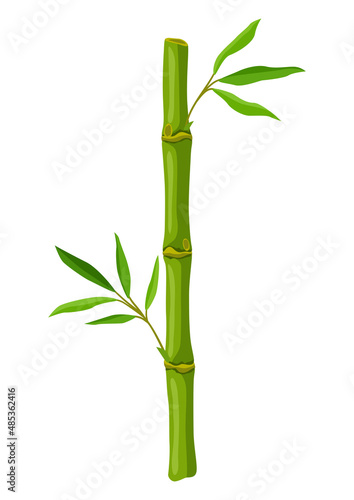 Illustration of green bamboo stem and leaves. Decorative exotic plants of tropic jungle.