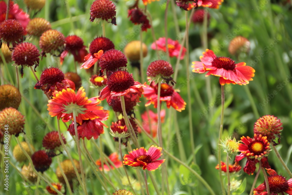 Red Flowers In The Garden