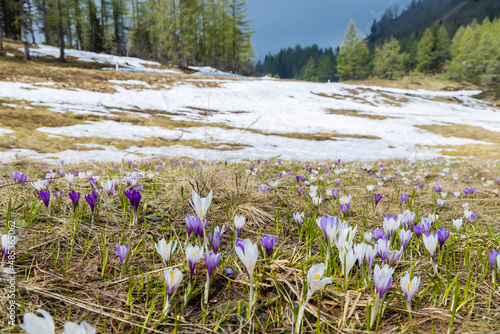 early spring blooming meadow with crocus in Sella di Rioda, Alps, Italy photo