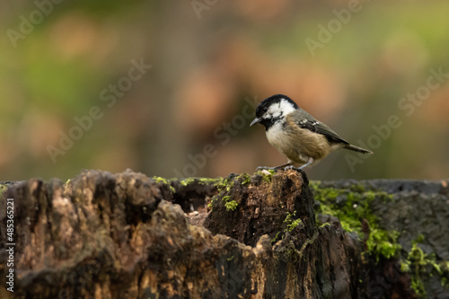 A coal tit stands on a mossy tree stump in a woodland