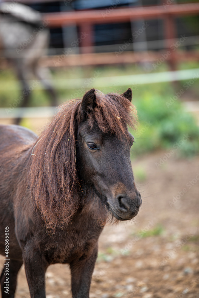 Fototapeta premium portrait of a horse