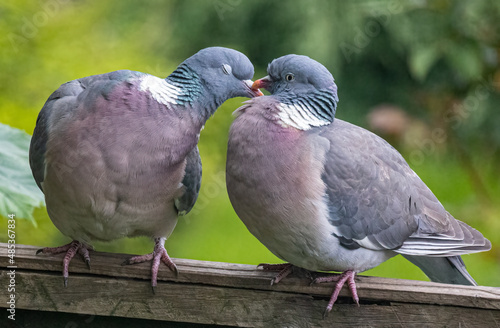 Wood Pigeon Kiss