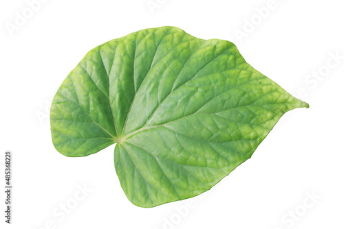 Fresh Green Leaf of Begonia Plant Isolated on White Background w